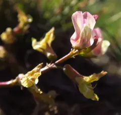 Trout Creek Milkvetch thumbnail 4