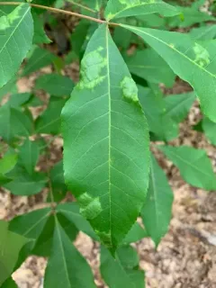 Pseudomicrostroma juglandis thumbnail 2