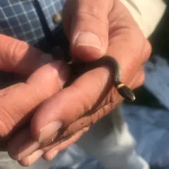 Ring-necked Snake thumbnail 3