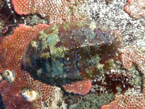 Painted Dendrochiton