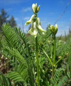 Blue Mountain Milkvetch thumbnail 3
