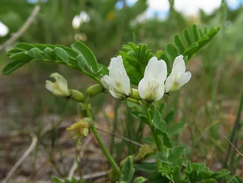 Snake Canyon Milkvetch