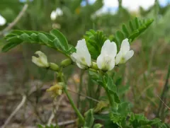 Snake Canyon Milkvetch thumbnail 1