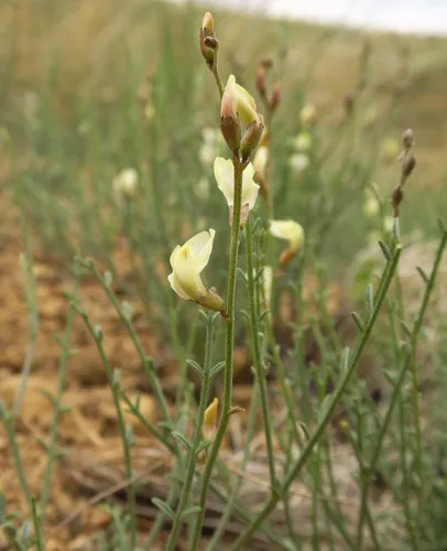 Barren Milkvetch