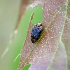 Northern Red Oak Jewel Beetle thumbnail 2
