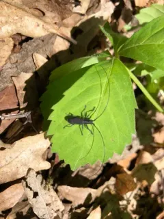 Black Hickory Borer thumbnail 2