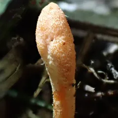 Scarlet Caterpillar Club thumbnail 1