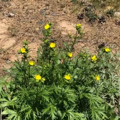 slender cinquefoil thumbnail 3