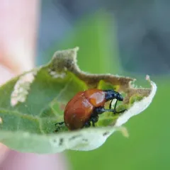 Oak Leaf Rolling Weevil thumbnail 2