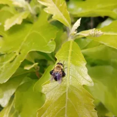 Bare-eyed Bee-mimic Fly thumbnail 4