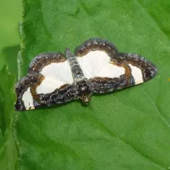 Common Spring Moth thumbnail 4