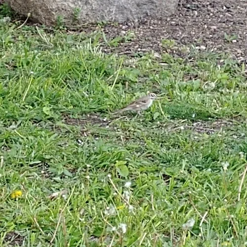 Lark Sparrow