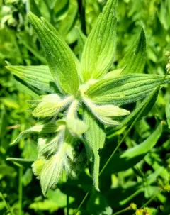 false gromwell thumbnail 2