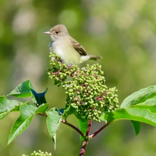 Willow Flycatcher
