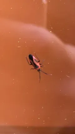Heterocordylus malinus thumbnail 2