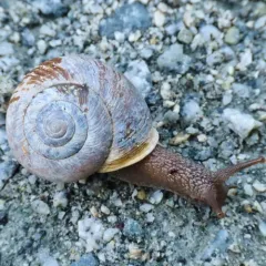 Oregon forestsnail thumbnail 2