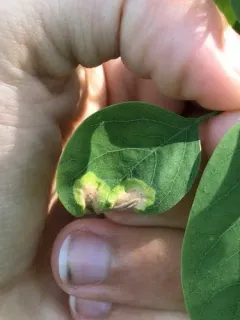Agromyza soka thumbnail 3
