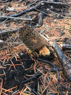 Morchella exuberans thumbnail 2