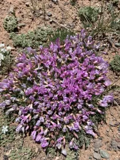 little bun milkvetch thumbnail 4