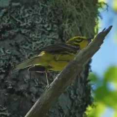 Prairie Warbler thumbnail 3