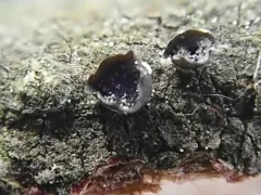 Ascocalyx berenice thumbnail 3