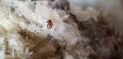 Sheep Ked thumbnail 2