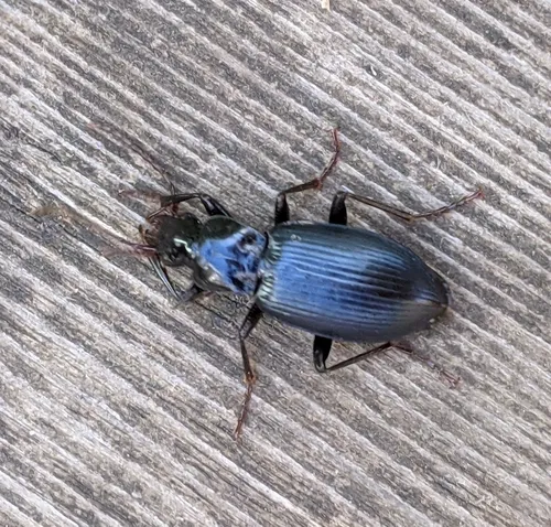 Cosmopolitan Ground Beetle
