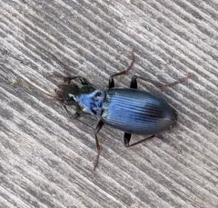 Cosmopolitan Ground Beetle thumbnail 1