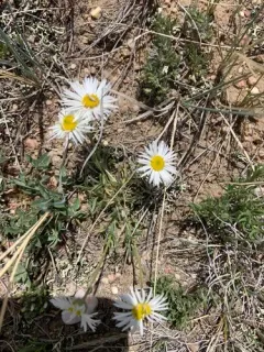 Buff Fleabane thumbnail 4