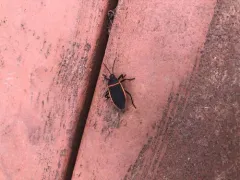 Eastern Bordered Plant Bug thumbnail 2