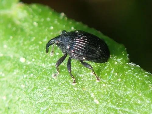 Stethobaris ovata