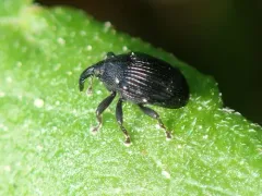 Stethobaris ovata thumbnail 1