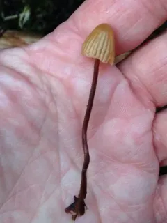 hairy bell thumbnail 4