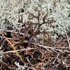 Sand-loving Iceland Lichen thumbnail 3