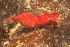 Rathbun Blade Shrimp thumbnail 1