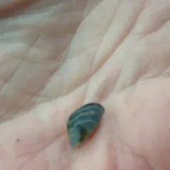 Zebra Mussel thumbnail 4