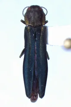 Agrilus carpini thumbnail 2