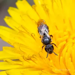Rugose-chested Sweat Bee thumbnail 2
