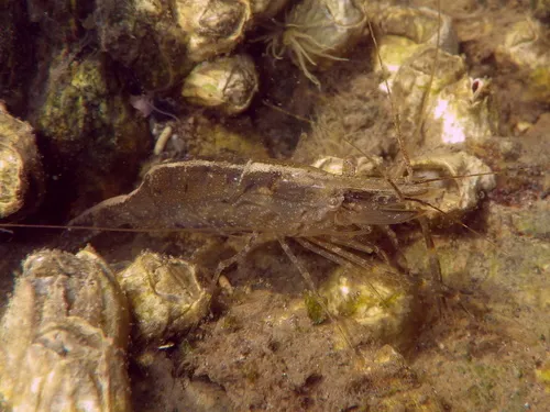 Oriental Shrimp