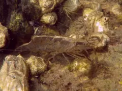 Oriental Shrimp thumbnail 1