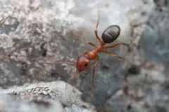 Formica puberula thumbnail 2
