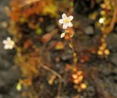 Nuttall's Saxifrage thumbnail 2