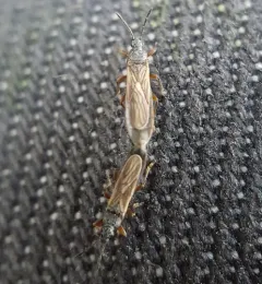 Ischnodemus falicus thumbnail 2
