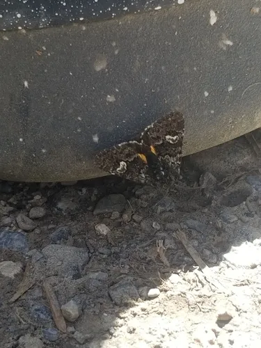 Coranarta macrostigma