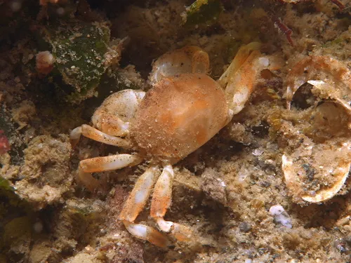 Burrow Pea Crab