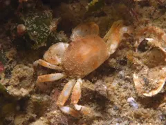 Burrow Pea Crab thumbnail 1