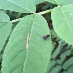 Ocean Spray Fairy Moth thumbnail 1