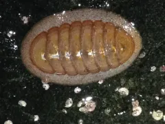 Lepidozona interstincta thumbnail 3