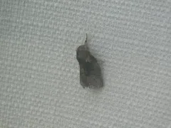 Riley's Lappet Moth thumbnail 3