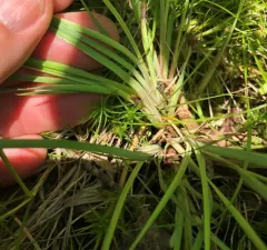 Eastern Blue-eyed Grass thumbnail 1